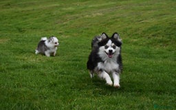 Pomsky dogs for sale: Genuine Toy Size Pomskies - Image 30