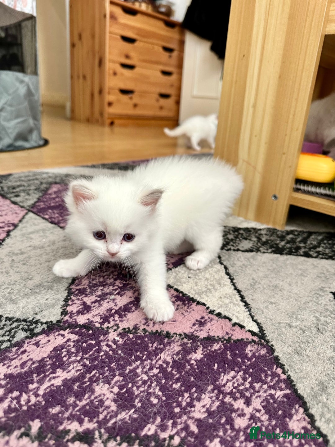 Ragdoll cats for sale: Gorgeous Litter of ragdolls ready 10/10/25 - Image 12
