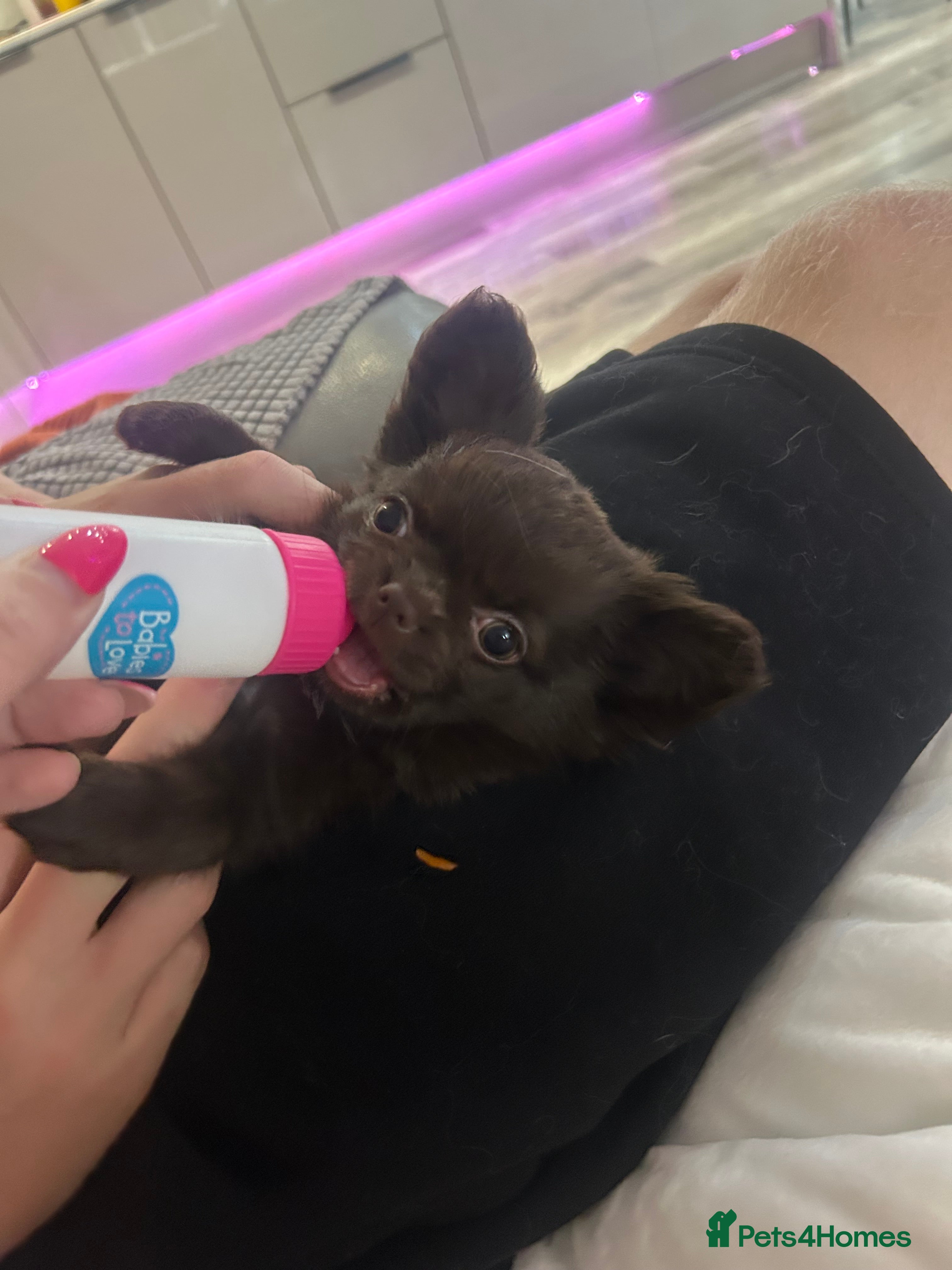 Chihuahua dogs READY NOW - Long coat chihuahua puppies - Advert 2