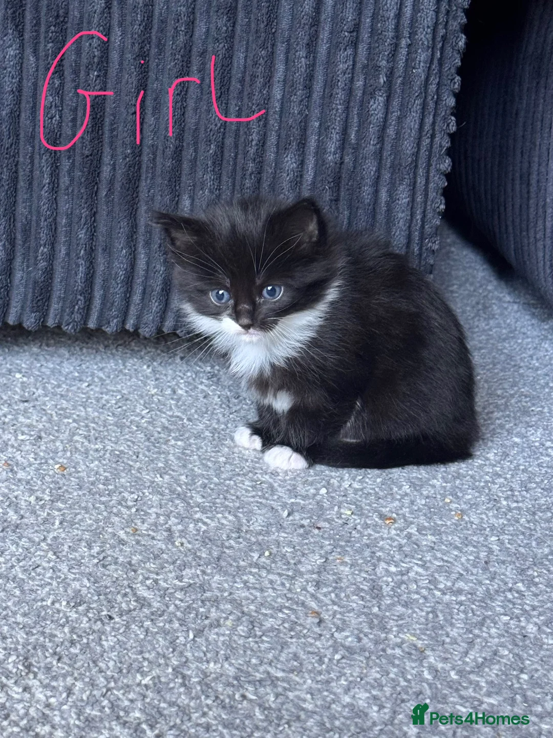 Mixed Breed cats for sale: 4 beautiful kittens  in Portsmouth - Advert 2