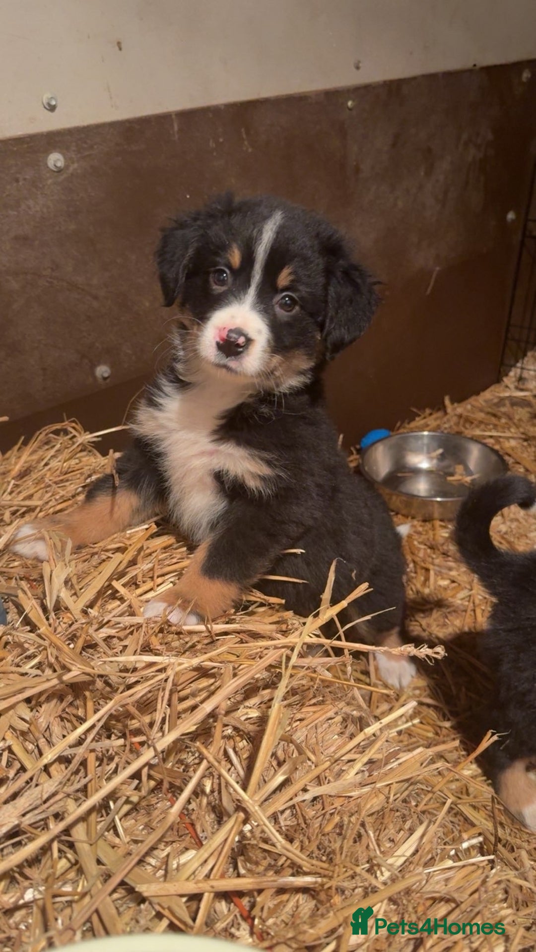 Mixed Breed dogs for sale: Bernese mountain dog mix - Advert 5