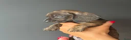 Miniature Dachshund dogs for sale: Miniature dachshunds  - Advert 2
