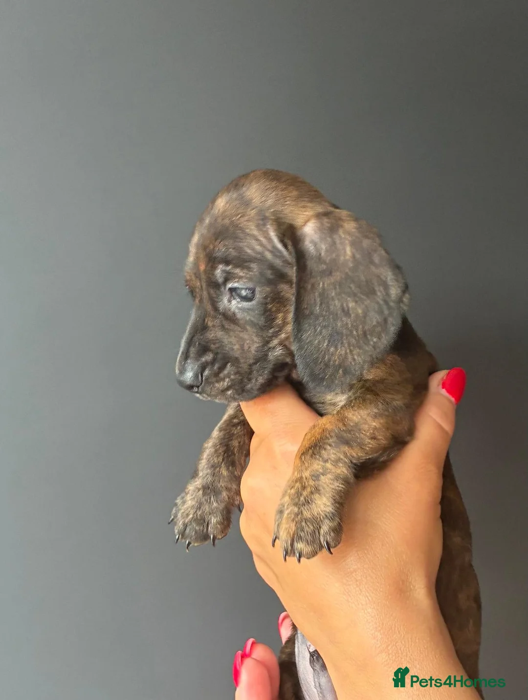 Miniature Dachshund dogs for sale: Miniature dachshunds  - Advert 2