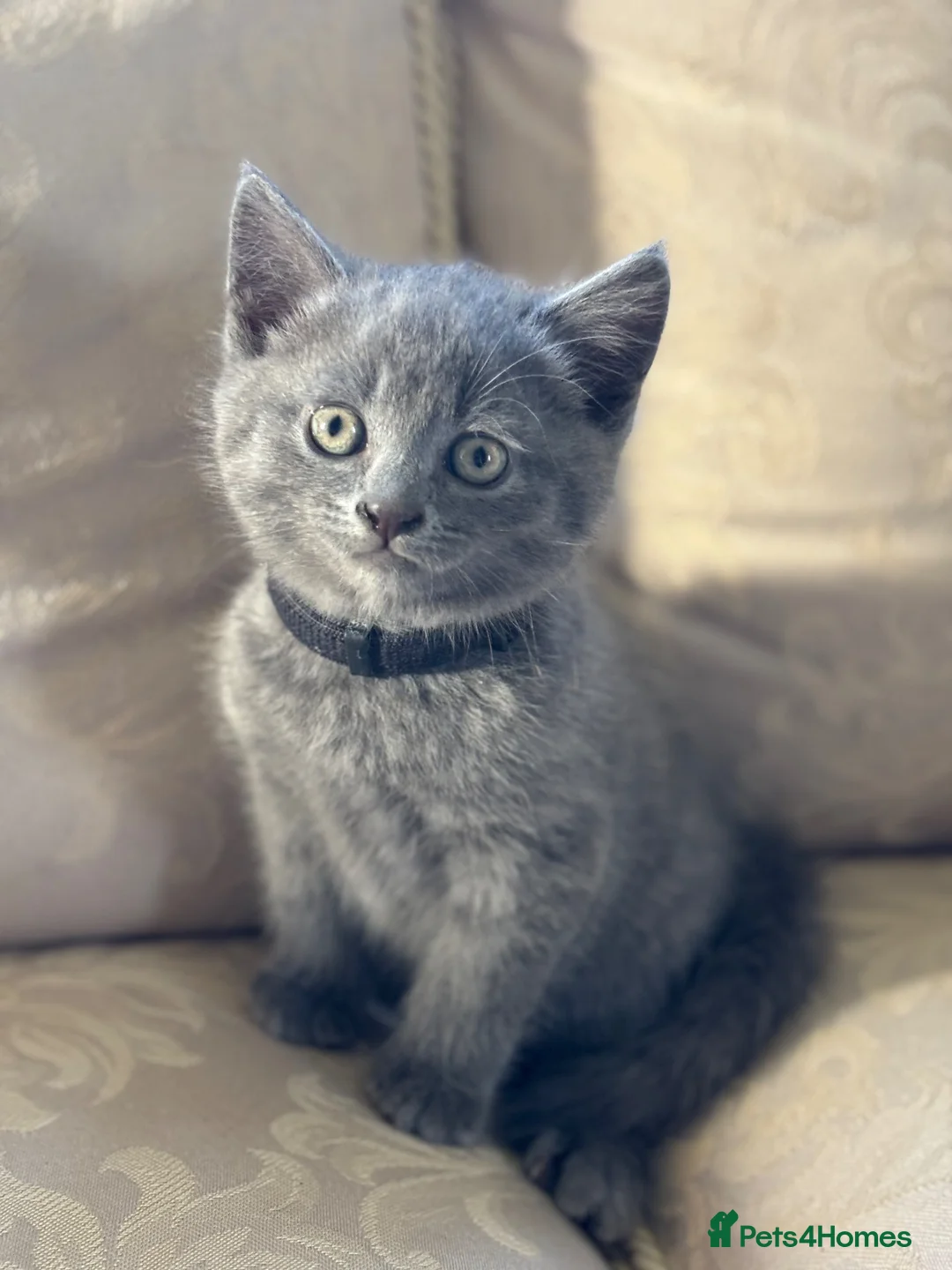 Mixed Breed cats for sale: British Blue cross kittens  - Advert 17
