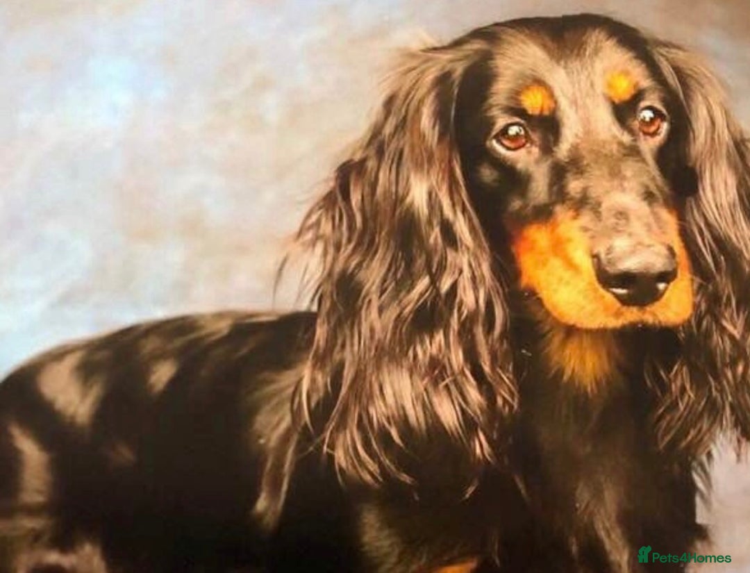 Dachshund dogs for sale: STANDARD KC REG LONGHAIRED DAPPLED DACHSOUNDS - Image 4