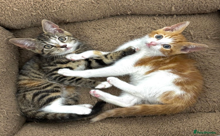 Mixed Breed cats - Advert 7