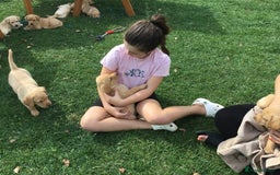 Labrador Retriever dogs for sale: Labrador puppies - Image 20