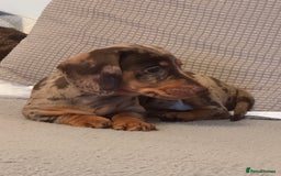 Miniature Dachshund dogs for sale: Miniature dachshund puppies  - Image 7