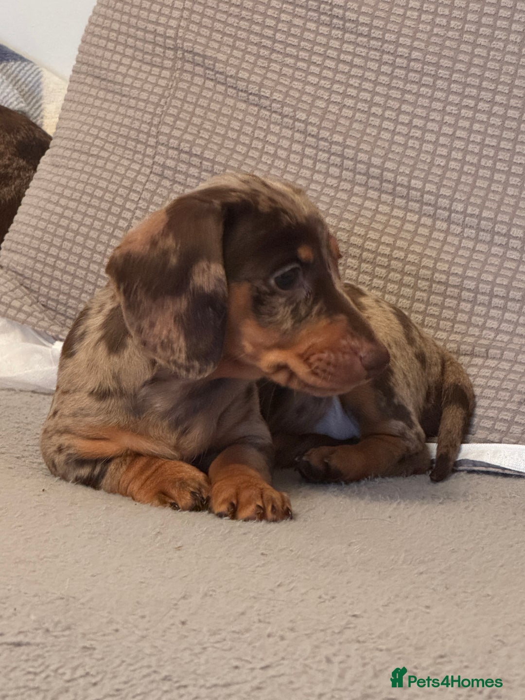 Miniature Dachshund dogs for sale: Miniature dachshund puppies  - Image 7
