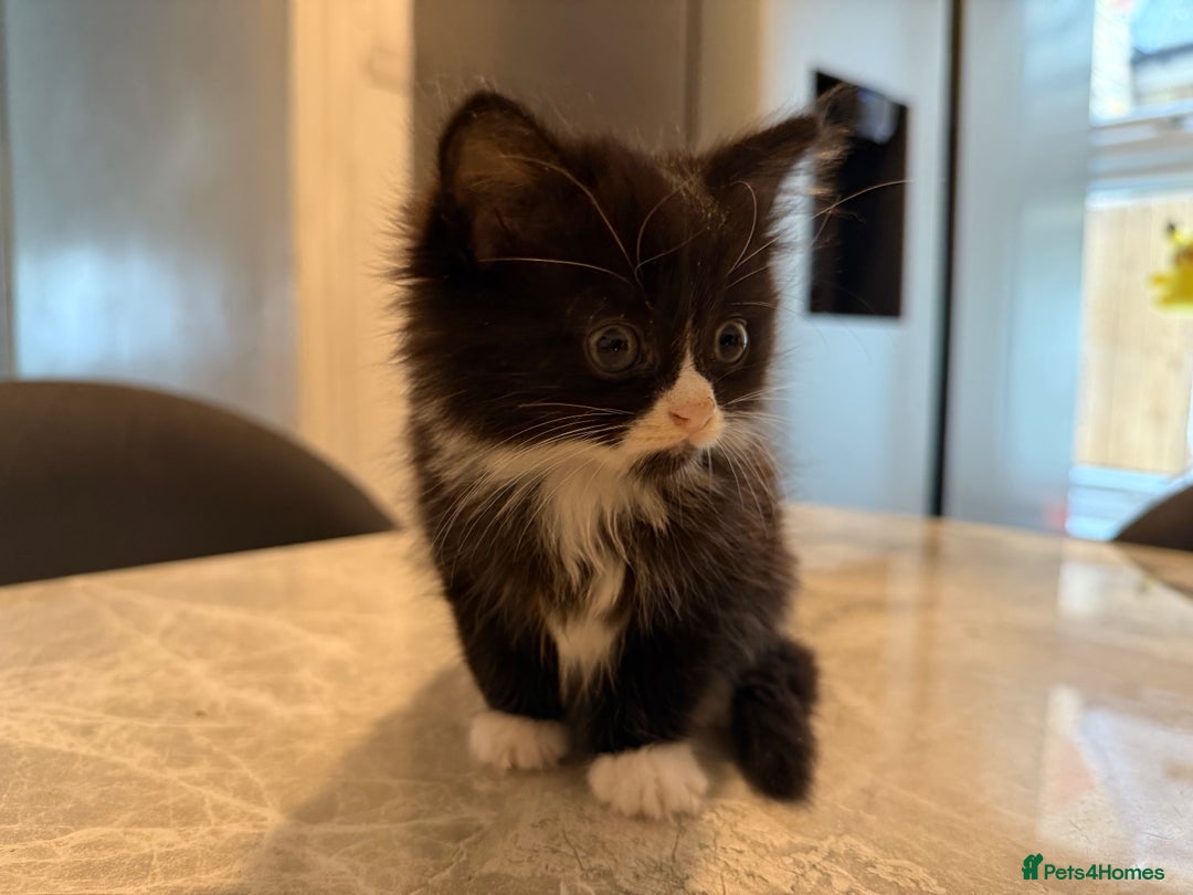 Mixed Breed cats for sale: lovely kittens read to go, just 3 left - Image 5