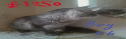 Maine Coon cats for sale: black silver ticked TICA Maine Coon boy - Advert 8