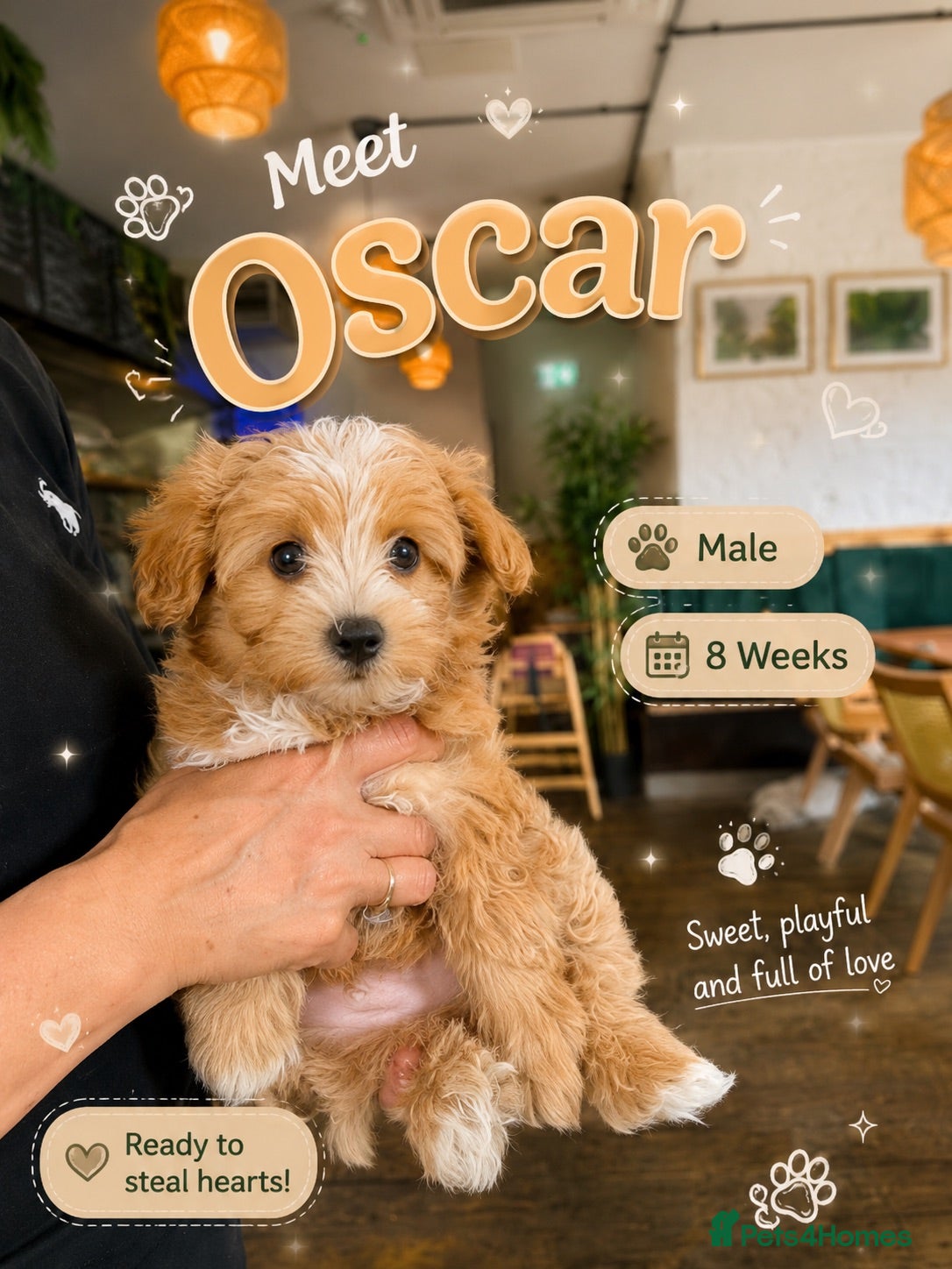 Maltipoo dogs 1 BOY LEFT (Oscar) RARE F1B Maltipoo Puppies - Advert 6