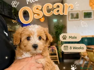 Maltipoo dogs 1 BOY LEFT (Oscar) RARE F1B Maltipoo Puppies - Advert 6