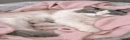 Ragdoll cats for sale: Panko the ragdoll - Advert 16