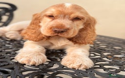 Cocker Spaniel dogs for sale: Show type cocker spaniels 🐶 ready now 🐶 - Image 15