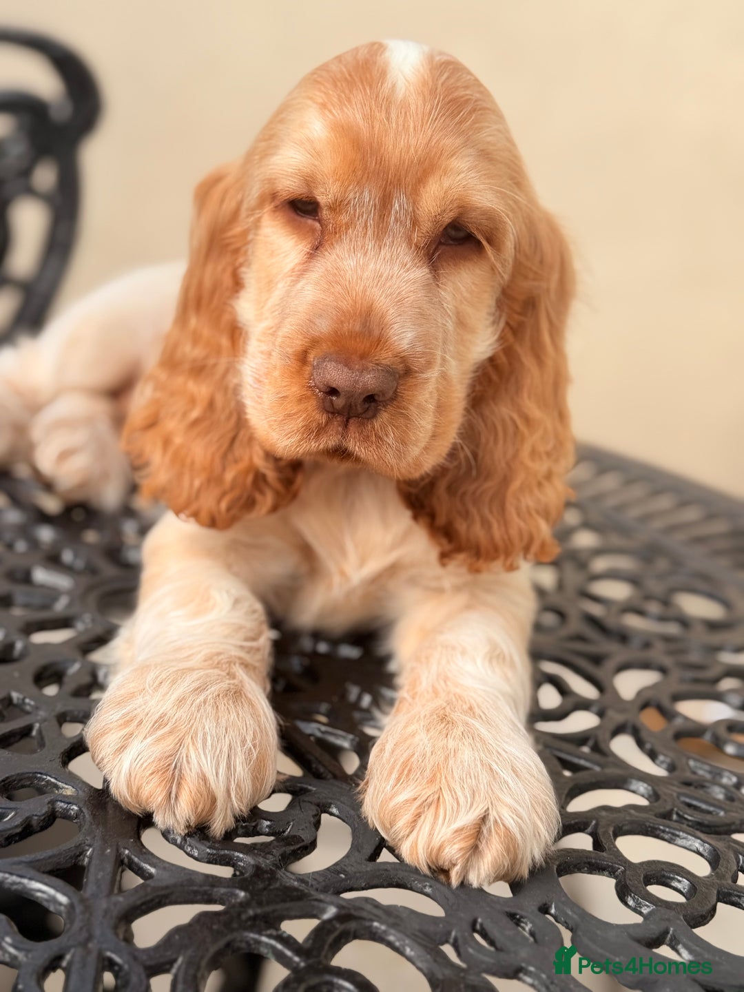 Cocker Spaniel dogs for sale: Show type cocker spaniels 🐶 ready now 🐶 - Image 15
