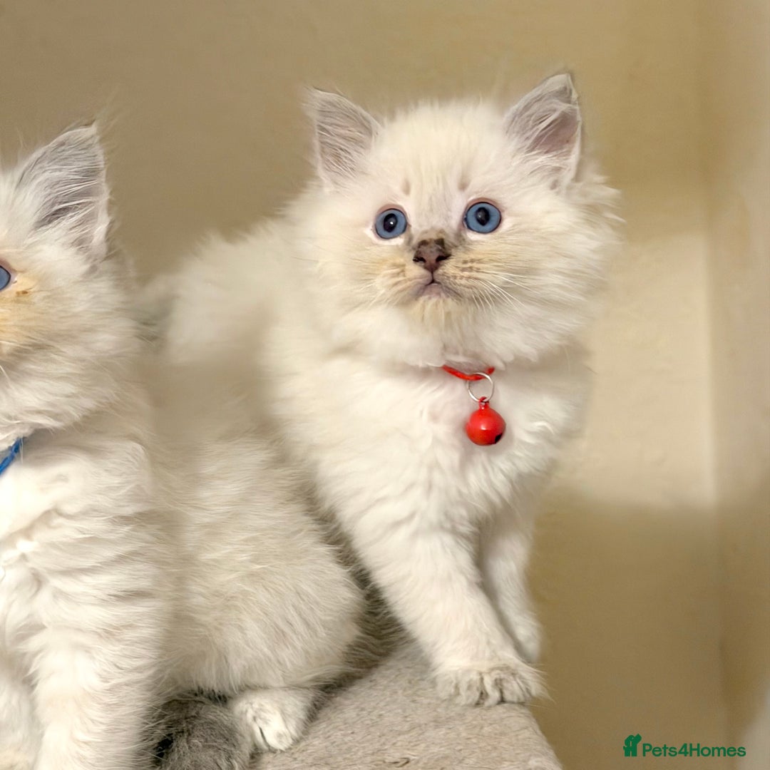 Ragdoll cats for sale: Fluffy, Cuddly, Playful, Affectionate Kittens - Advert 5