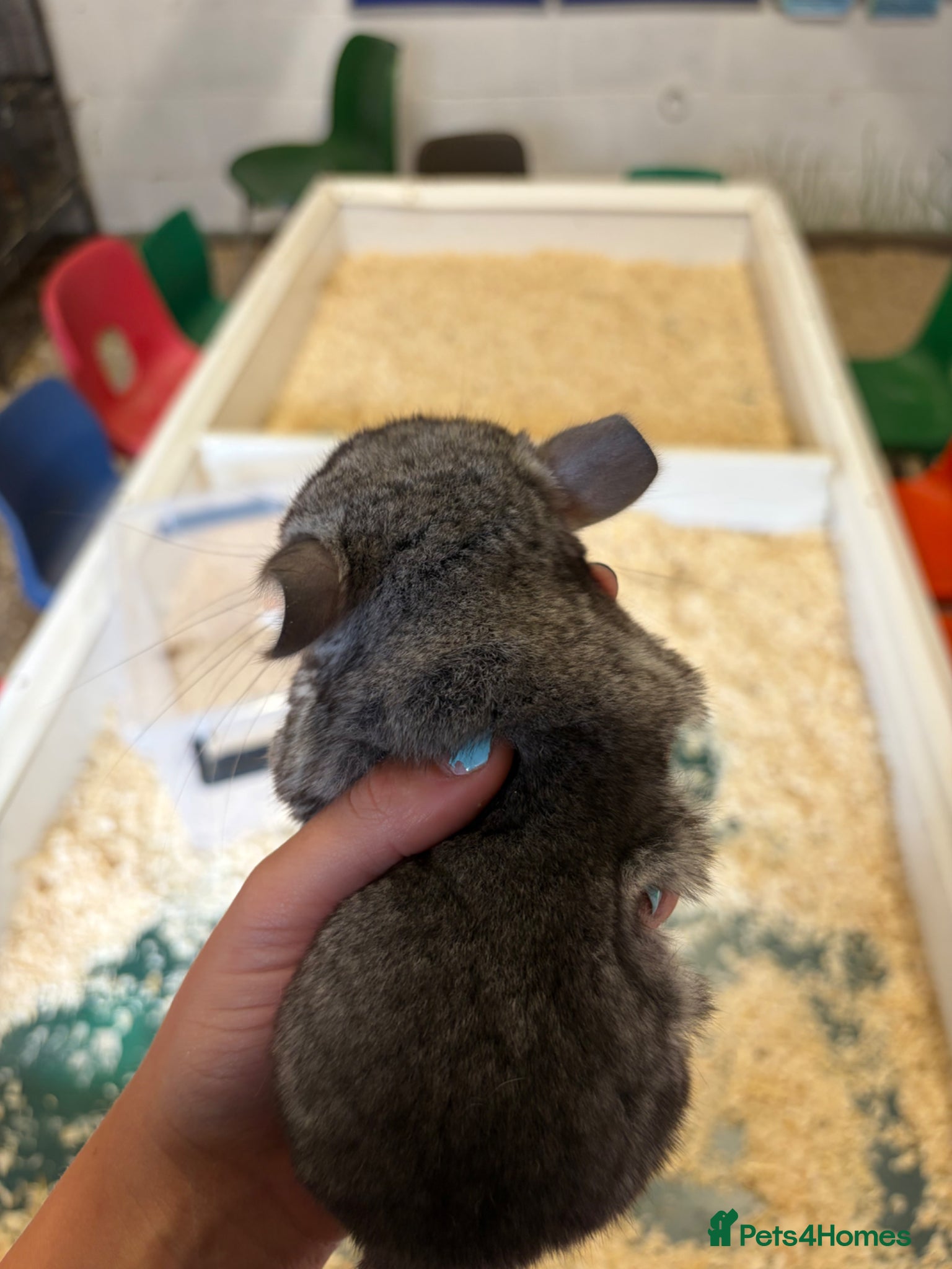 Chinchilla rodents for sale: 3 Gorgeous Tame Baby Chinchillas in Sandy - Advert 4