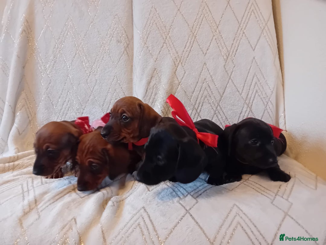 Dachshund dogs for sale: Dachshund puppies  - Advert 6