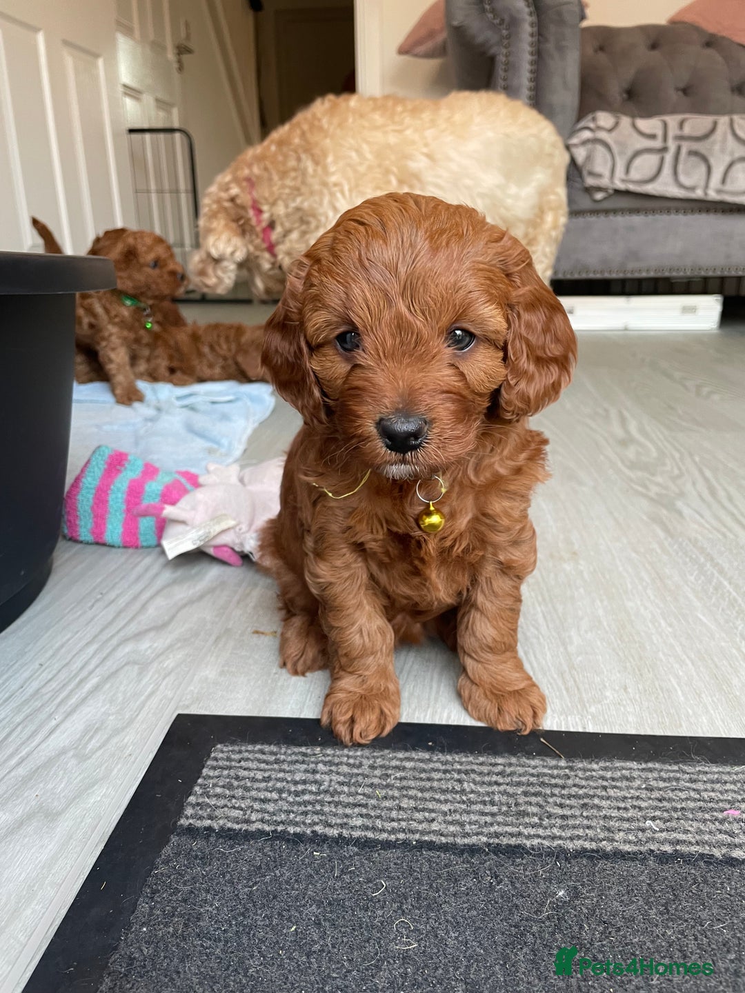 Cavapoo dogs for sale: Cavapoo Puppies  - Image 5