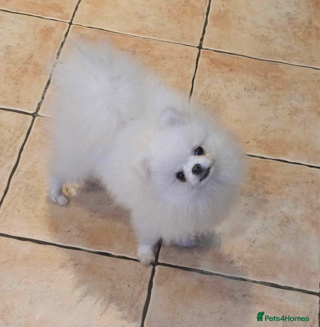 Pomeranian dogs for stud: Kc registered pomeranian white stud dog in Alford - Advert 4
