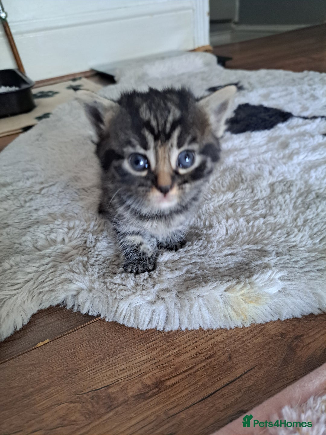 Mixed Breed cats for sale: Kittens - Image 5