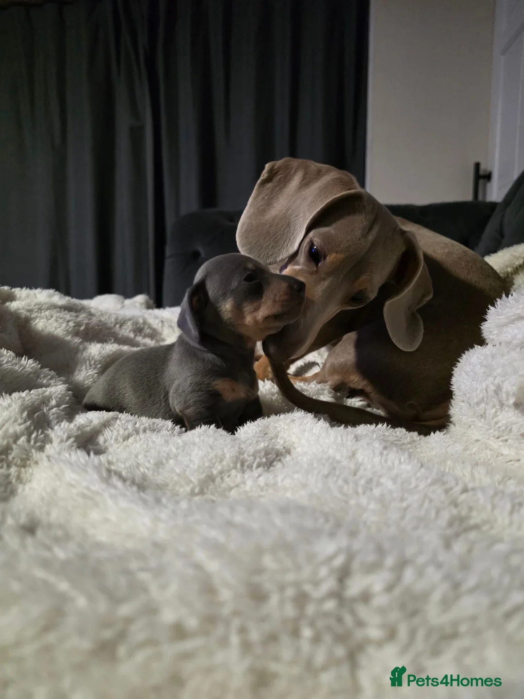 Miniature Dachshund dogs for sale: Beautiful miniature dachshunds in Southminster - Advert 13