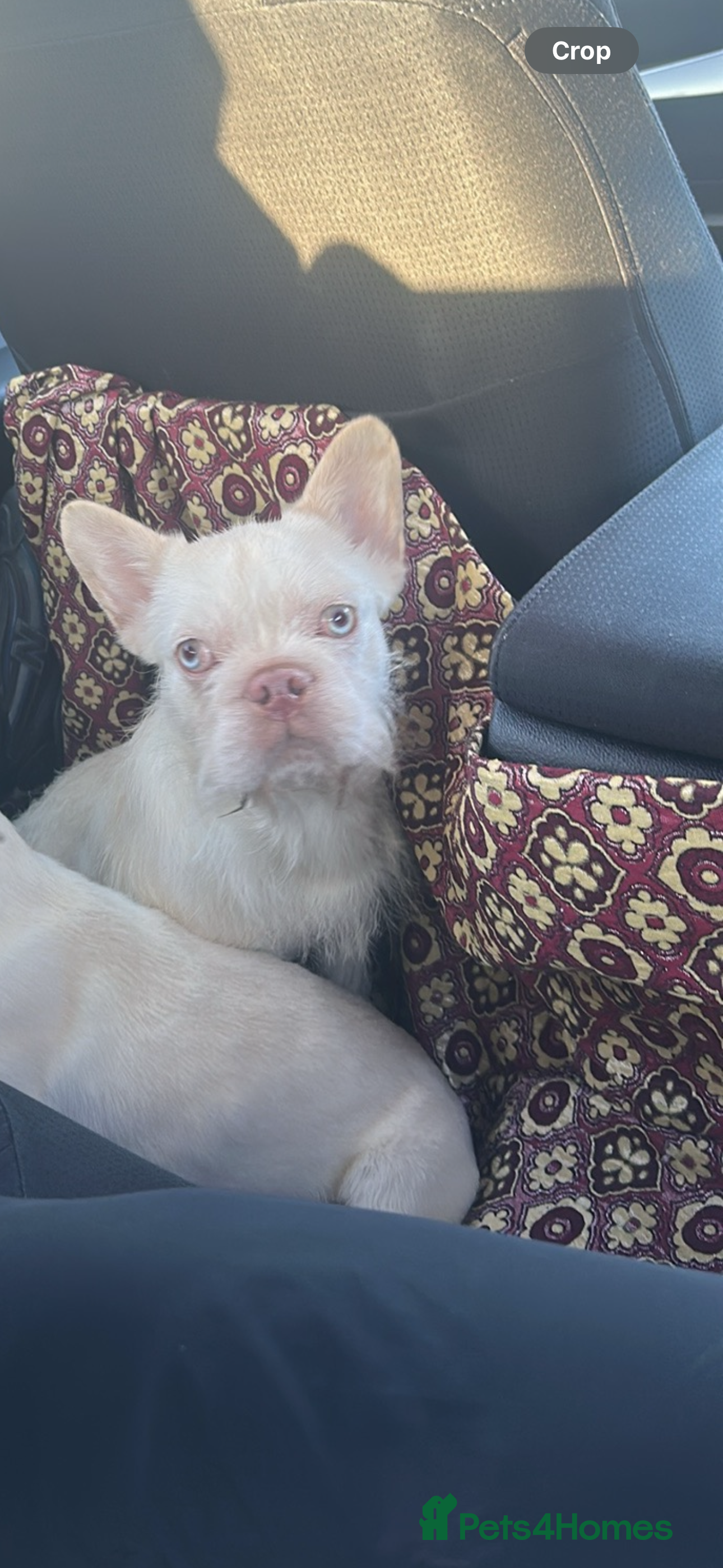 French Bulldog dogs Male fluffy French bulldog  - Advert 1