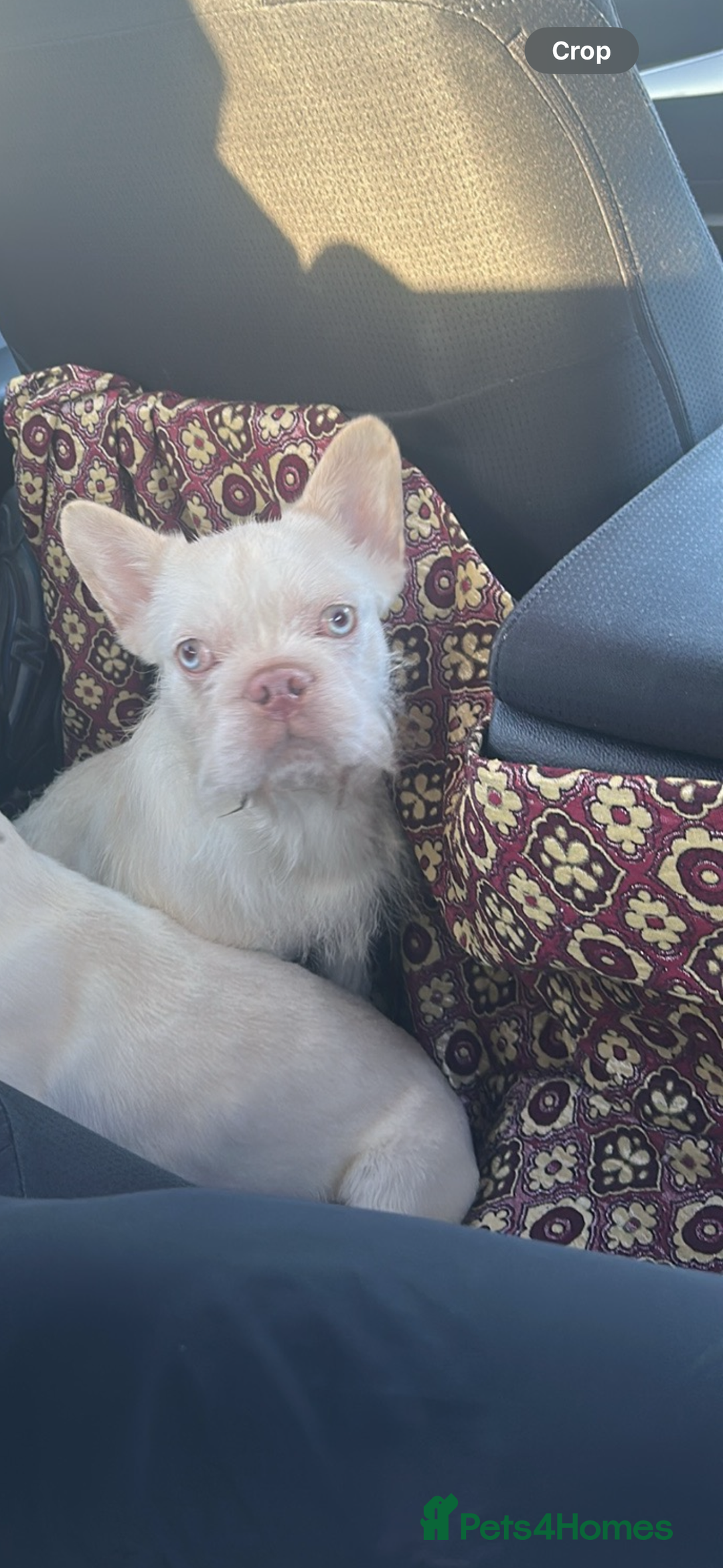 French Bulldog dogs for sale: Male fluffy French bulldog  - Advert 1