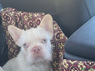 French Bulldog dogs Male fluffy French bulldog - Advert 18