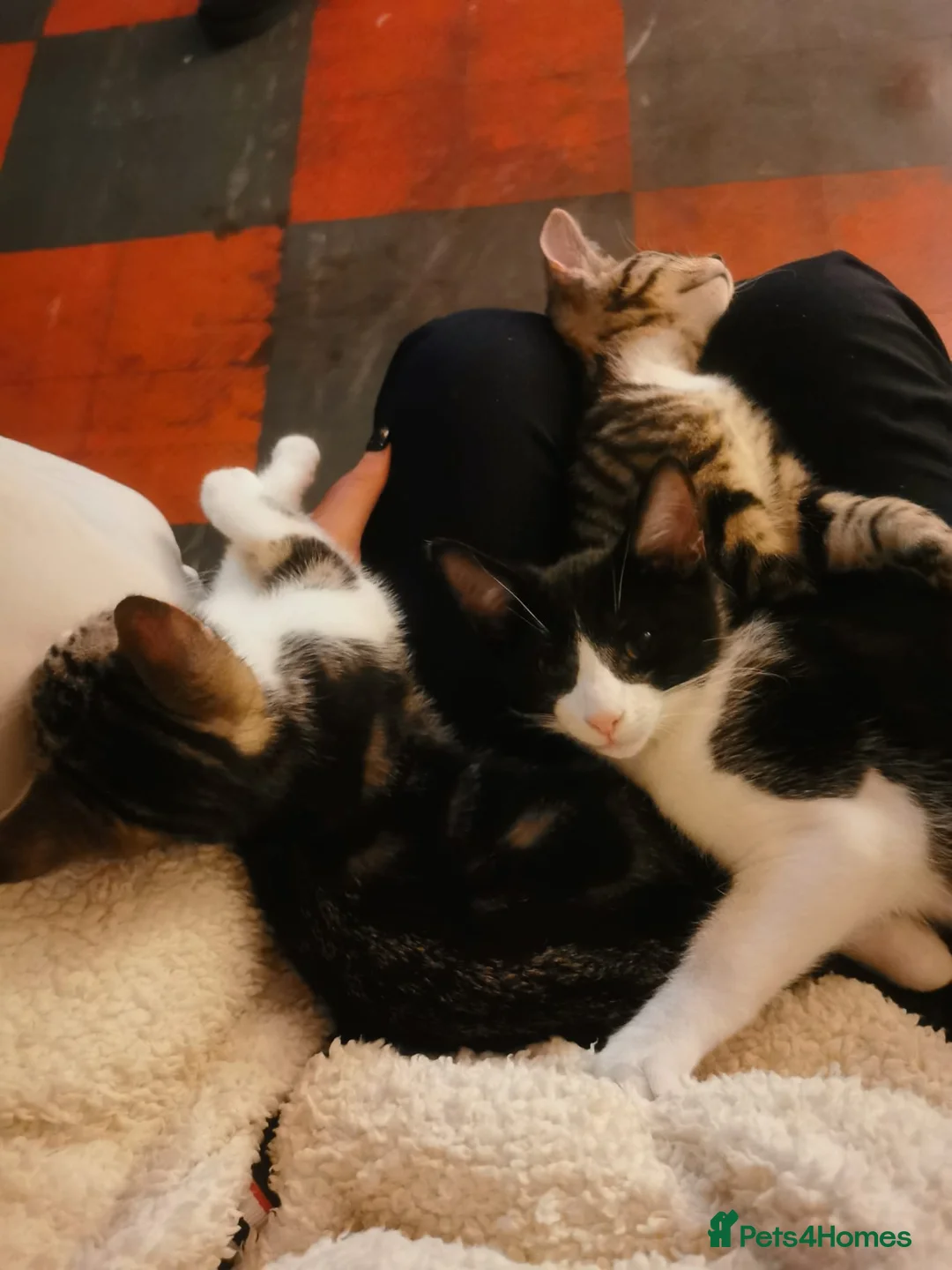 Mixed Breed cats for sale: 1 male 3 female kittens  in Manchester - Advert 11