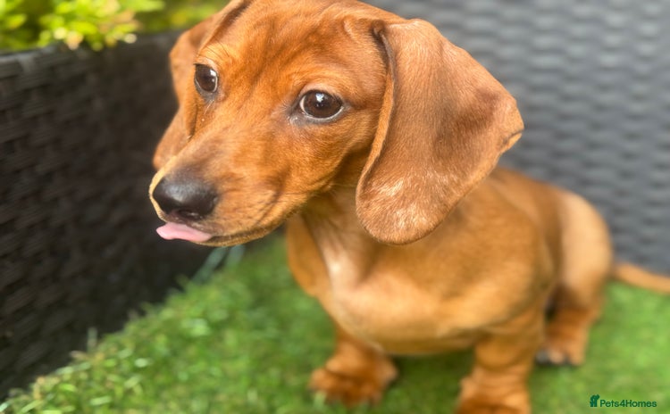 Dachshund dogs - Advert 5