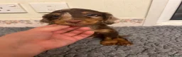 Toy Poodle dogs for stud: Brown Merle Poodle health tested - Advert 14