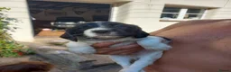 English Springer Spaniel dogs for sale: Traditional working English Springer spaniel  - Advert 9