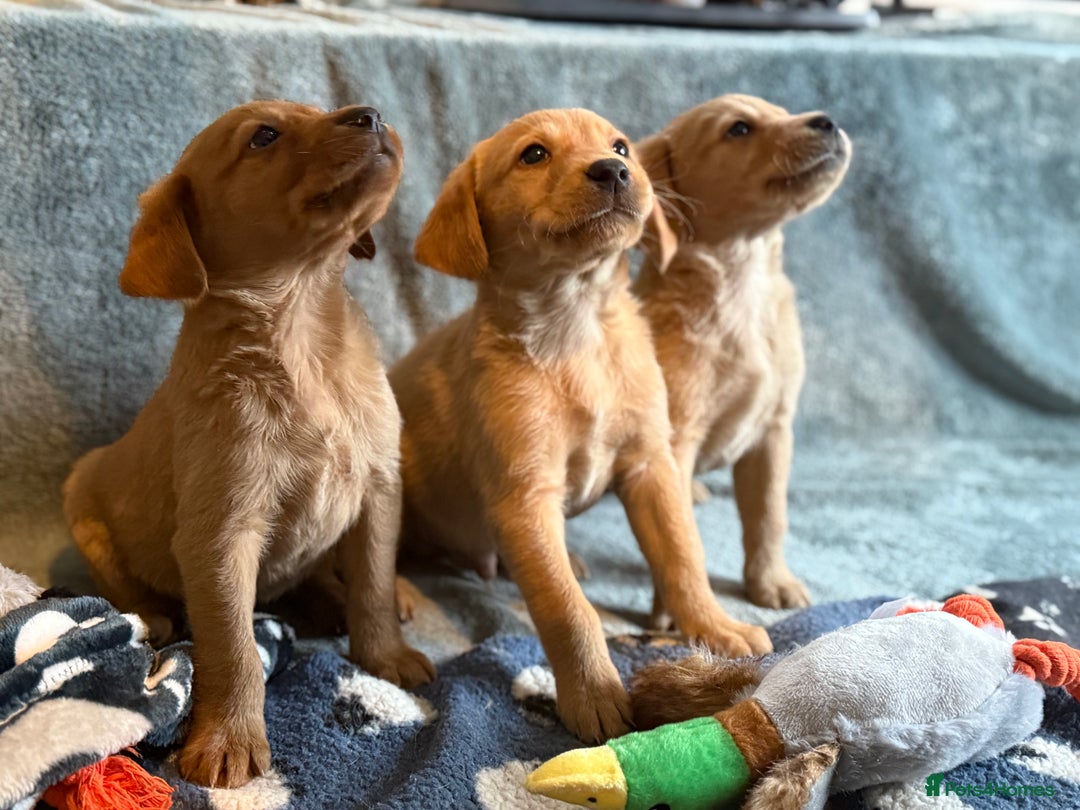 Goldador dogs for sale: Goldendor puppies - Image 2