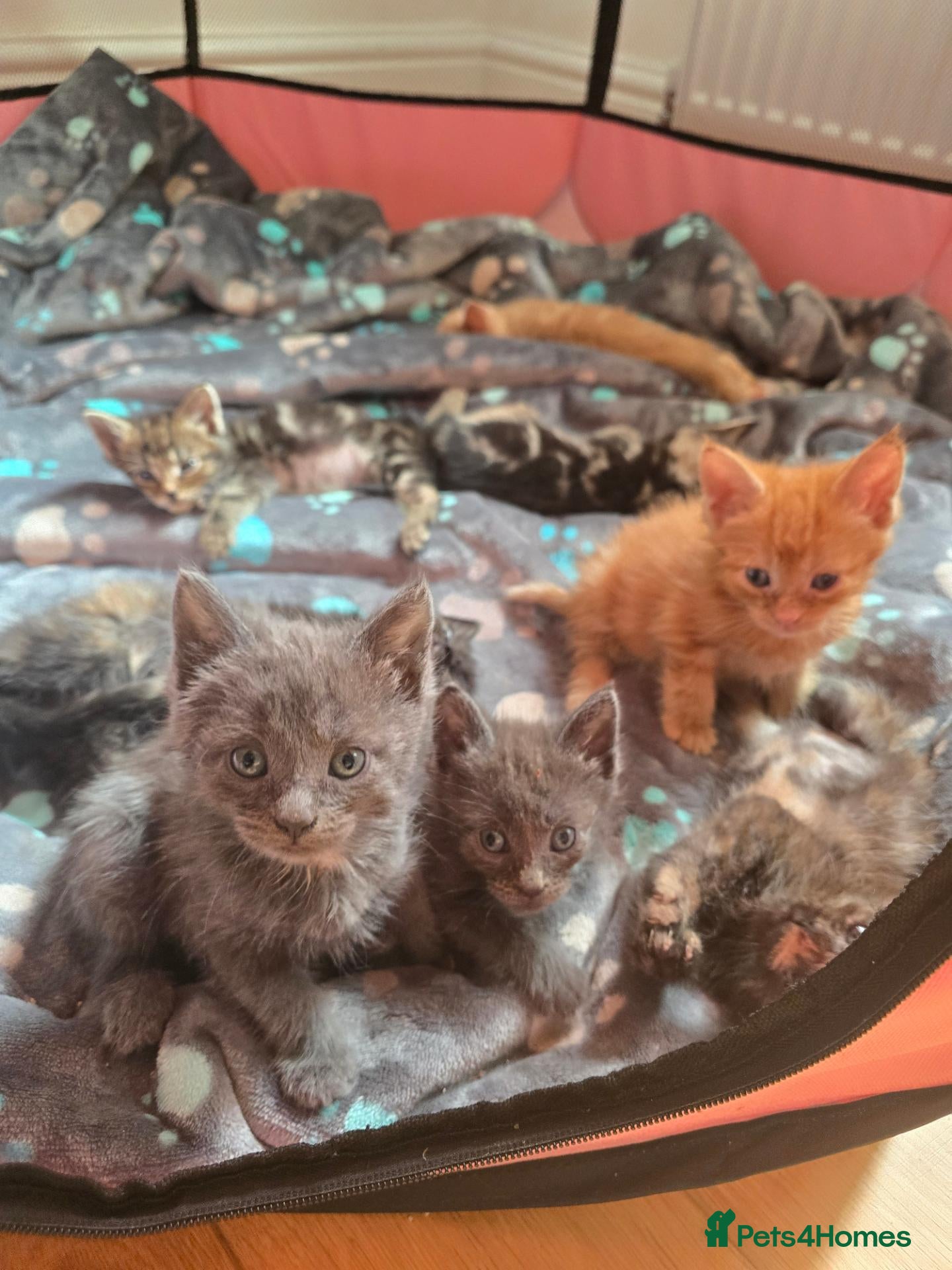 Mixed Breed cats Maine Coon mix - Advert 5