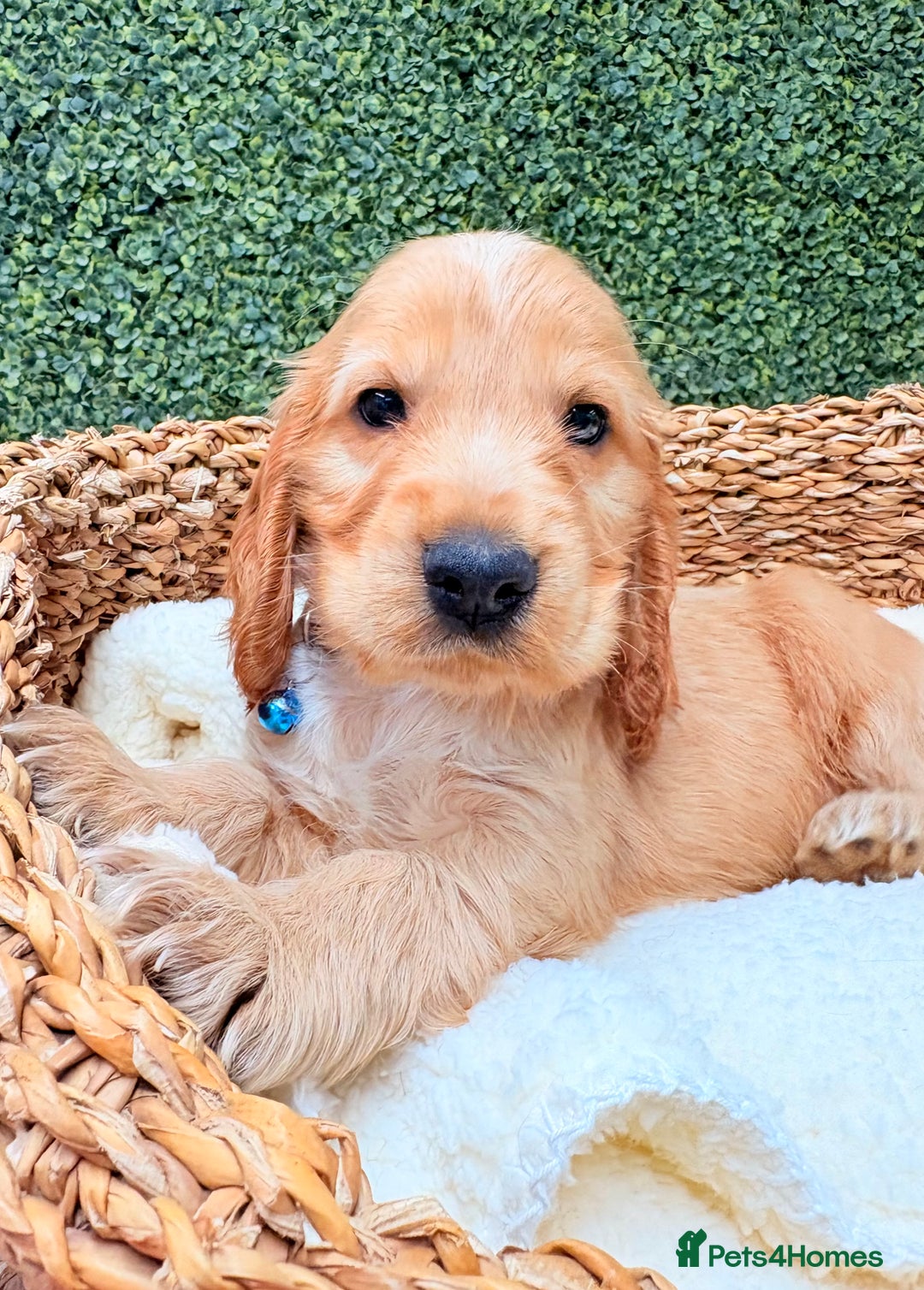 Cocker Spaniel dogs for sale: 🧡🧡 KC REG Show Cocker Spaniel Puppies For Sale - Advert 3