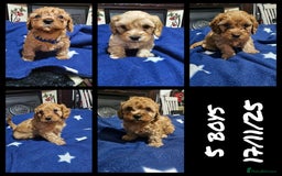 Cavapoo dogs for sale: Beautiful cavapoo litter - Image 1
