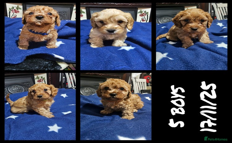 Cavapoo dogs - Advert 3
