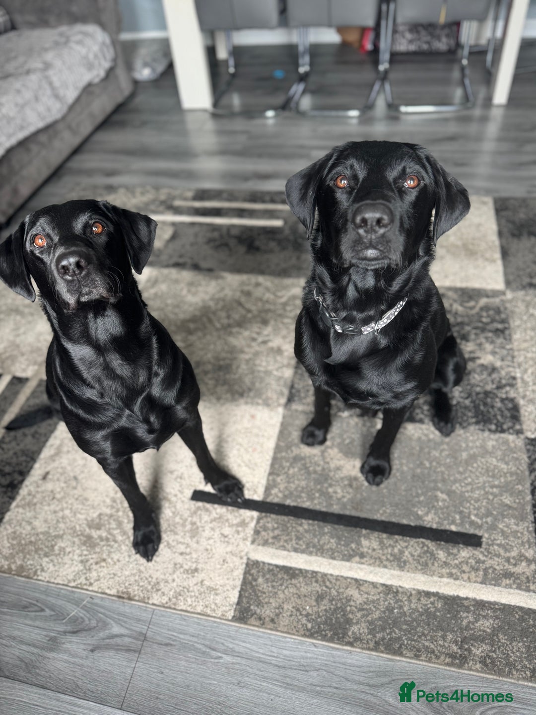 Labrador Retriever dogs for sale: LAST 3 LABRADOR PUPPIES AVAILABLE — READY NOW! - Advert 3