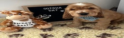 Cocker Spaniel dogs for sale: Golden show type cocker spaniel one boy available  - Advert 5