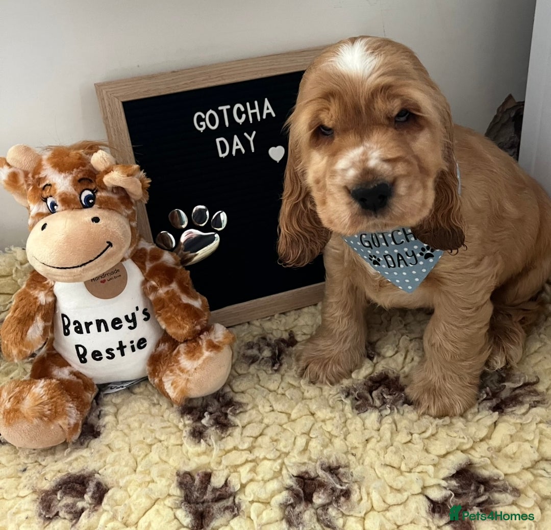 Cocker Spaniel dogs for sale: Golden show type cocker spaniel one boy available  - Advert 5