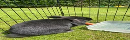 Mini Lop rabbits for sale: Mini Lop Pure Bred Black Females  - Advert 5