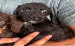 Mixed Breed dogs for sale: 🐾 Gorgeous Doxiepoo Puppies – Ready Soon! 🐾 - Image 6