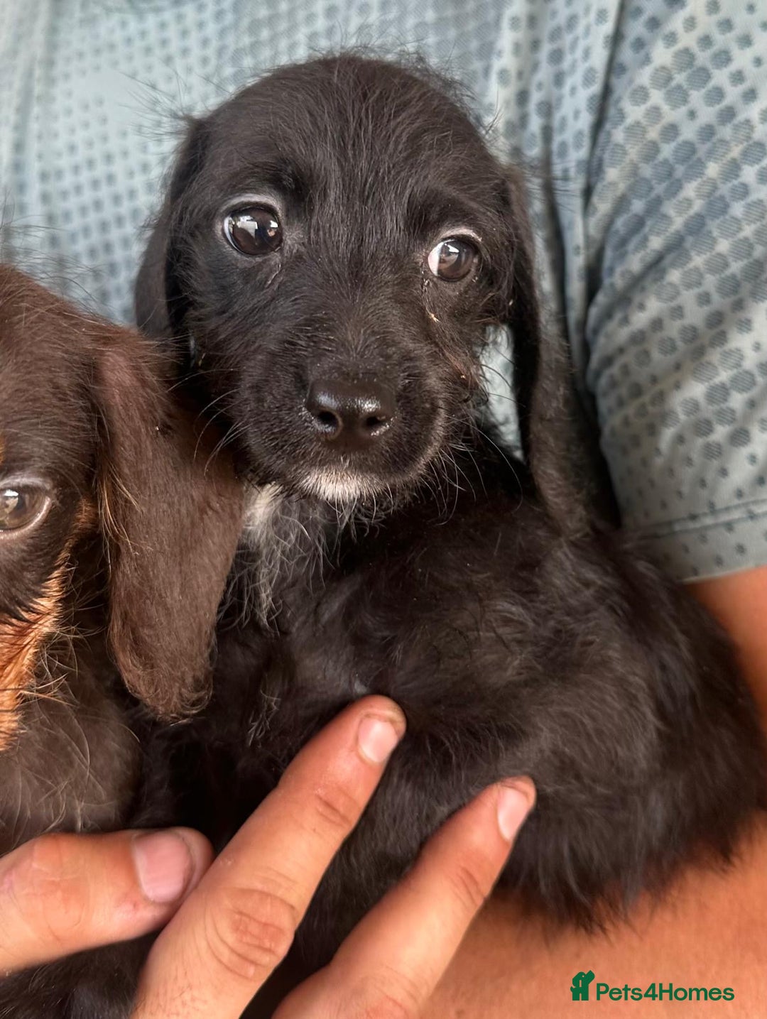 Mixed Breed dogs for sale: 🐾 Gorgeous Doxiepoo Puppies – Ready Soon! 🐾 - Image 6