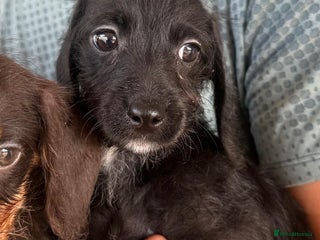 Mixed Breed dogs - Advert 9