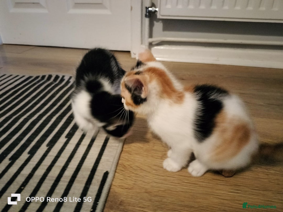 Domestic Shorthair cats for sale: Kittens  - Advert 4