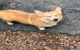 Welsh Corgi Pembroke dogs for sale: adult corgi bitch - Image 4