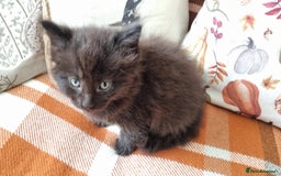 Mixed Breed cats for sale: Gorgeous Large Maine Coon Cross Kittens - Image 8