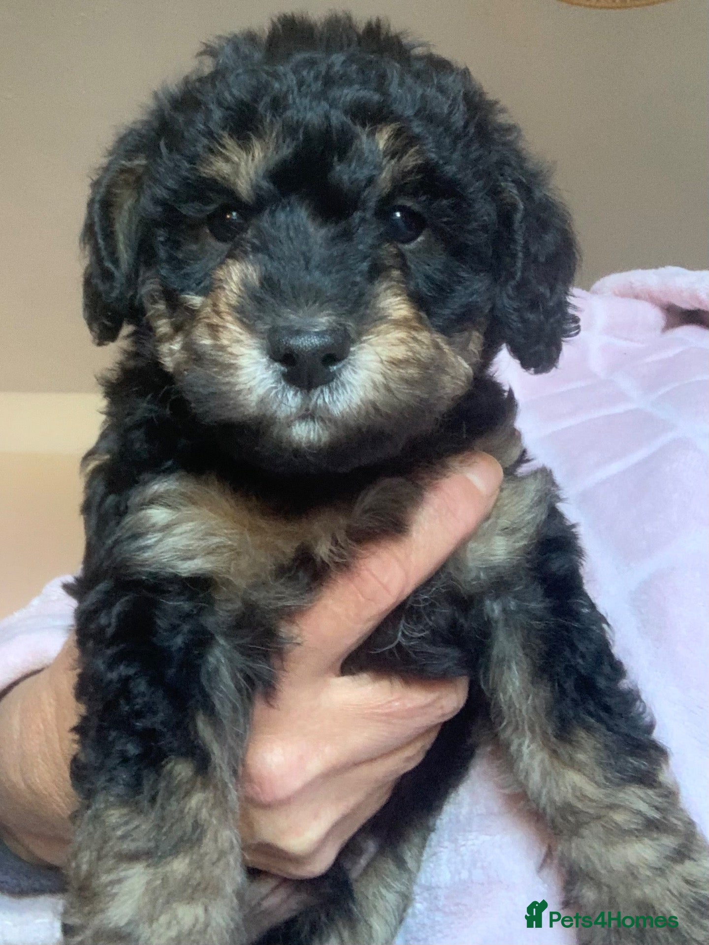 Cockapoo dogs for sale: Beautiful F1b Cockapoo Puppies phantom colours 🐾 - Advert 2